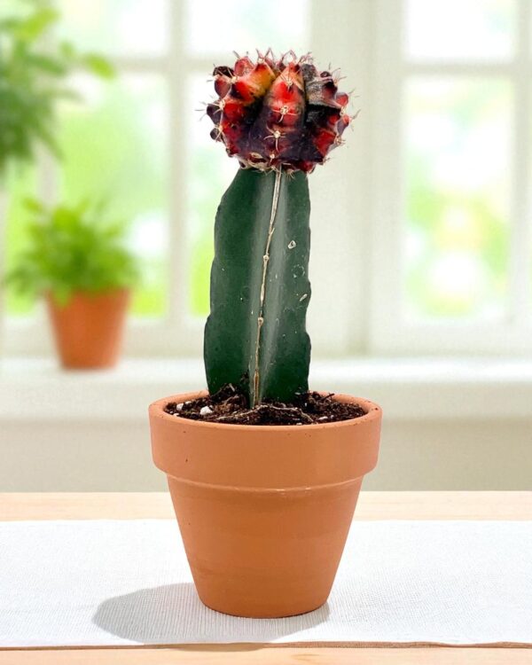 Multicolour moon cactus