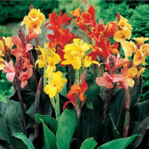 Canna Lily