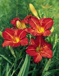 Day lily
