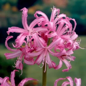 nerine lily