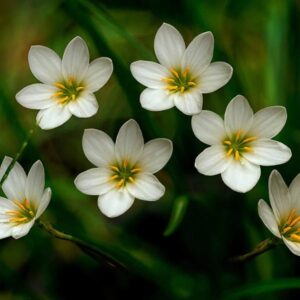 white rain lily