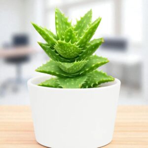 Tiger Tooth Aloe