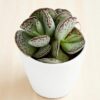 Adromischus Cooperi