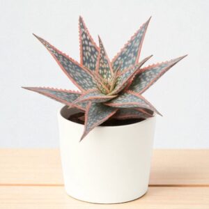 Christmas Carol Aloe
