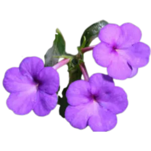 Achimenes Blue Flowering Bulb