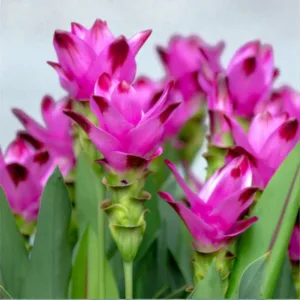 Cucurma Bulbs (Siam Tulips)