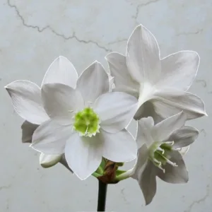Eucharis Bulb