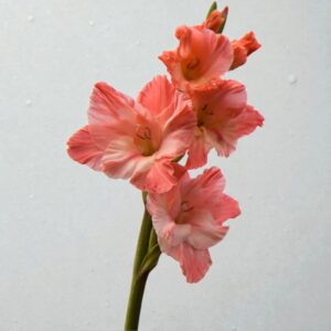 Gladiolus Madam Flower Bulb
