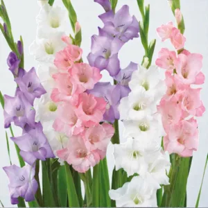 Gladiolus Mix Colour Bulbs