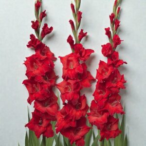 Gladiolus Red Bulb