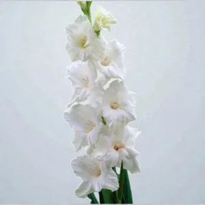 Gladiolus White Bulb