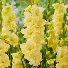 Gladiolus Yellow Lily Bulb