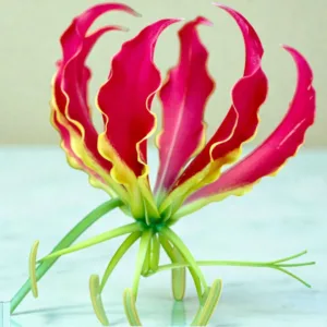 Glorisha Lily Bulb