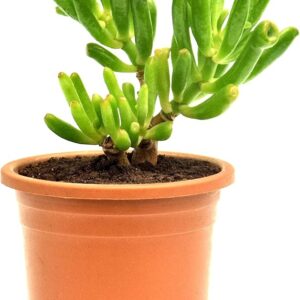 Crassula Ovata Gollum (Jade Gollum) with Pot