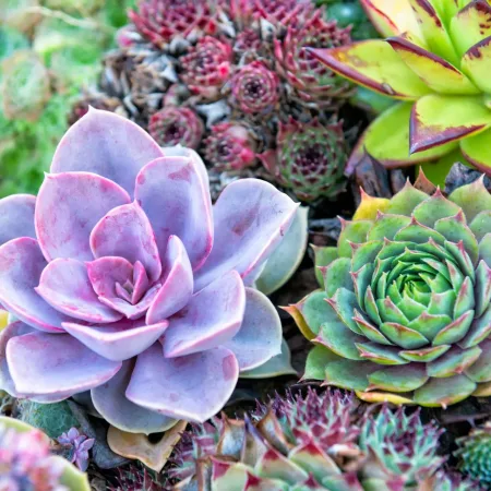 Best Succulents For Beginners